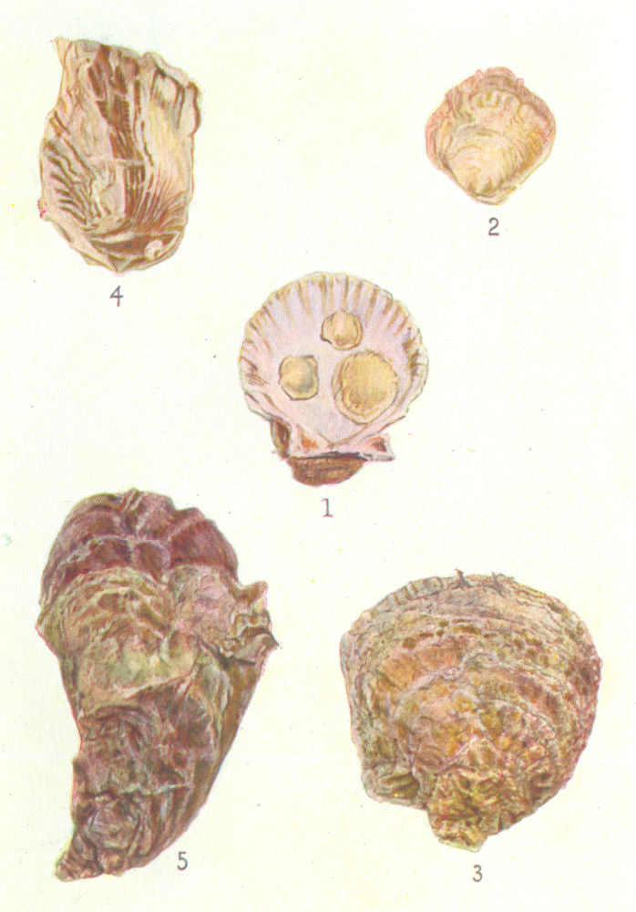 OYSTERS.Spat Native Oyster Scallop shell(Ostrea edulis)Portuguese(angulata) 1936
